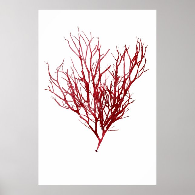 Affiche Henry Bradbury's Pressed Seaweed Neuvième De Dix (Devant)