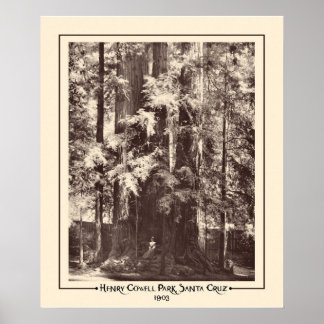 Affiche Henry Cowell Park, Père Noël Cruz, Californie 1903