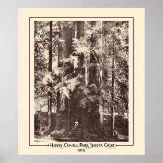 Affiche Henry Cowell Park, Père Noël Cruz, Californie 1903