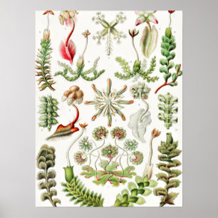 Affiche Hepaticae Lebermoose par Ernst Haeckel