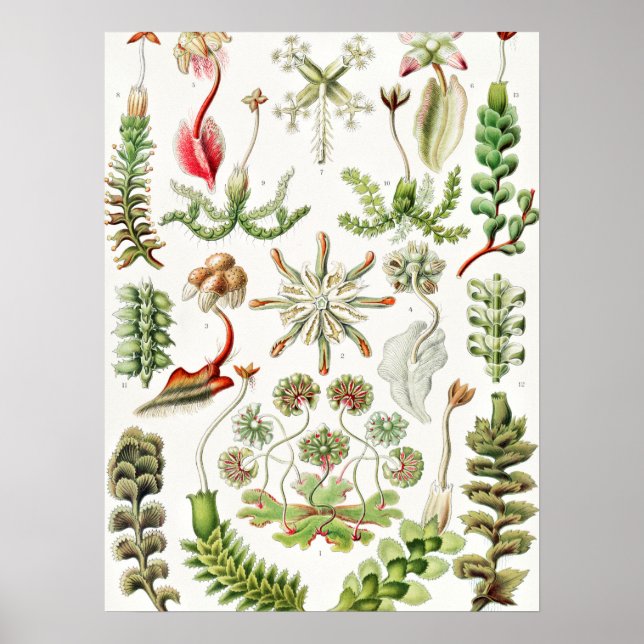 Affiche Hepaticae Lebermoose par Ernst Haeckel (Devant)