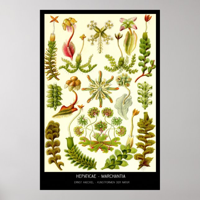 Affiche Hepaticae-Marchantia - Plaque 82 - Kunstformen der (Devant)