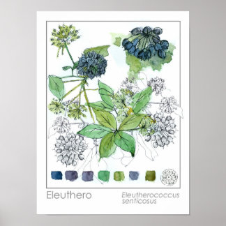 Affiche Herbaliste Eleuthero médicinal herbe aquarelle