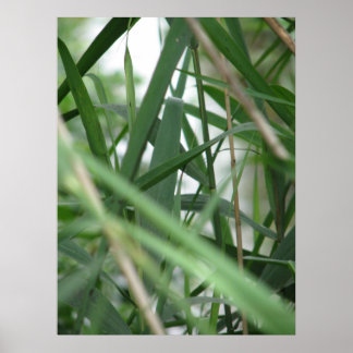 Affiche Herbe