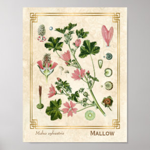 Affiche Herbe botanique Vintage Fleur de Malfus rose