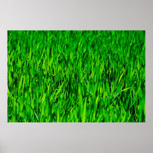 Affiche Herbe champ prairie croissance de pelouse