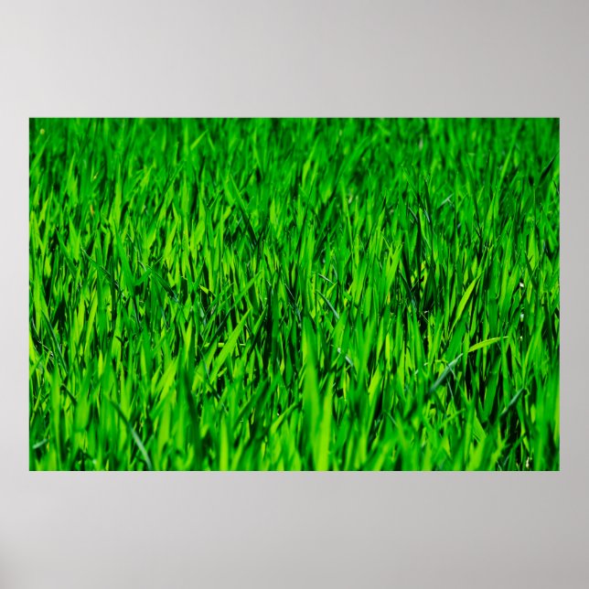 Affiche Herbe champ prairie croissance de pelouse (Devant)