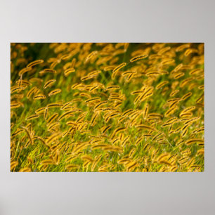 Affiche Herbe d'automne