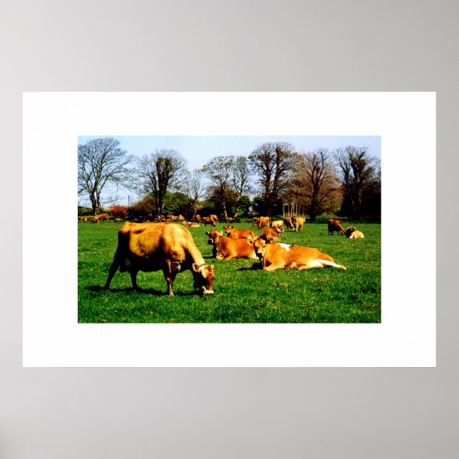 AFFICHE HERBE DE VACHES JERSEY (Devant)