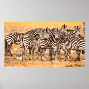 AFFICHE HERBE DE ZEBRAS