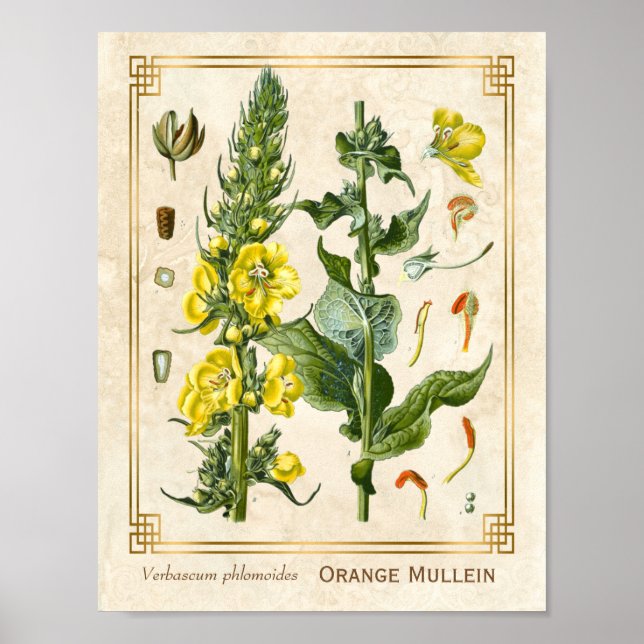 Affiche Herbe Florale vintage Orange Mullein Art Botanique (Devant)