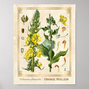 Affiche Herbe florale Vintage Orange Mullein Botanique