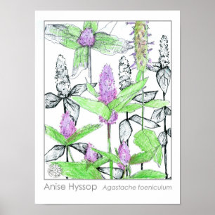 Affiche Herbe médicinale d'anise Hyssop Purple Fleurs