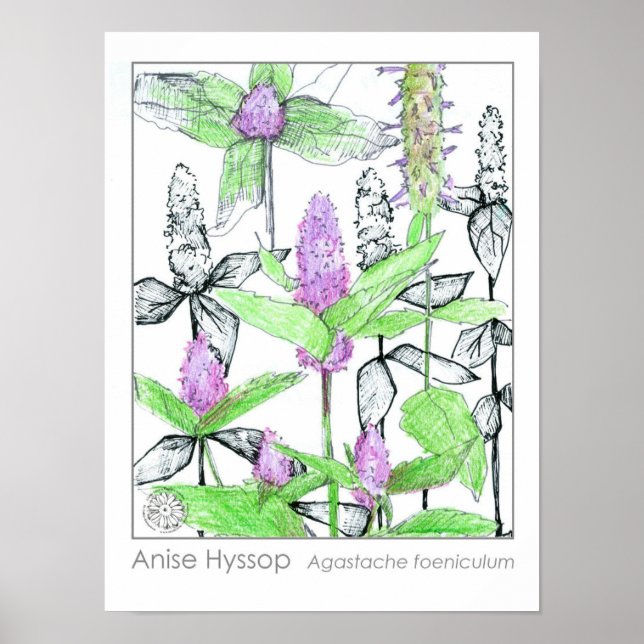 Affiche Herbe médicinale d'anise Hyssop Purple Fleurs (Devant)