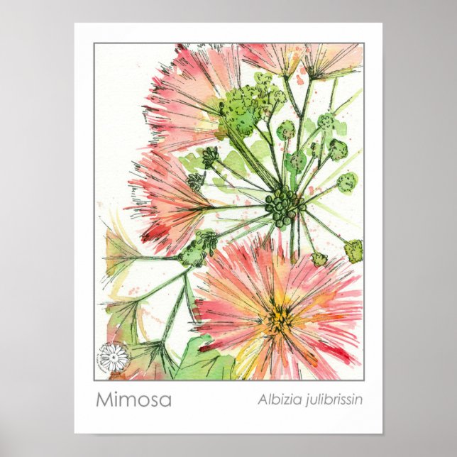 Affiche Herbe médicinale Mimosa Plante Fleurs roses (Devant)