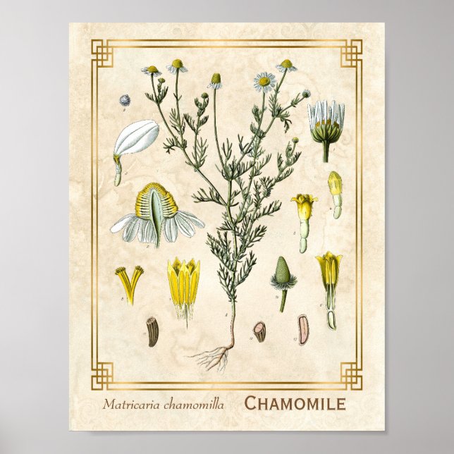 Affiche Herbe médicinale vintage Chamomile Fleur Botanique (Devant)