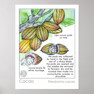 Affiche Herbe Plante au chocolat Cacao Cocaca