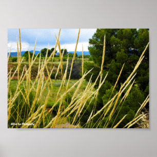 Affiche Herbe sauvage de campagne