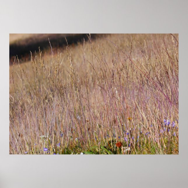 Affiche Herbe violette et fleurs sauvages (Devant)