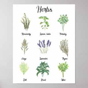 Affiche Herbes Aquarelle Sage Thyme Rosemary Cuisine