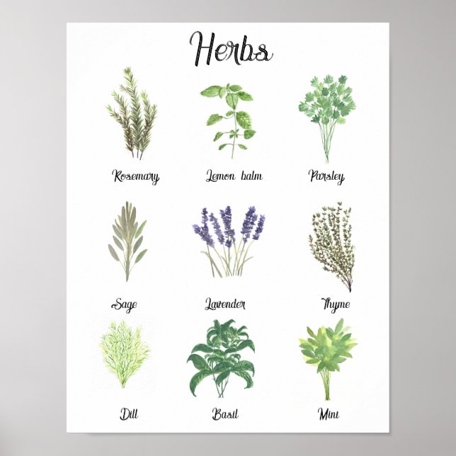 Affiche Herbes Aquarelle Sage Thyme Rosemary Cuisine (Devant)
