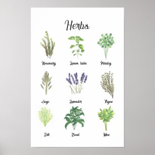 Affiche Herbes Aquarelle Sage Thyme Rosemary Cuisine