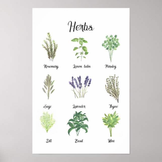 Affiche Herbes Aquarelle Sage Thyme Rosemary Cuisine (Devant)
