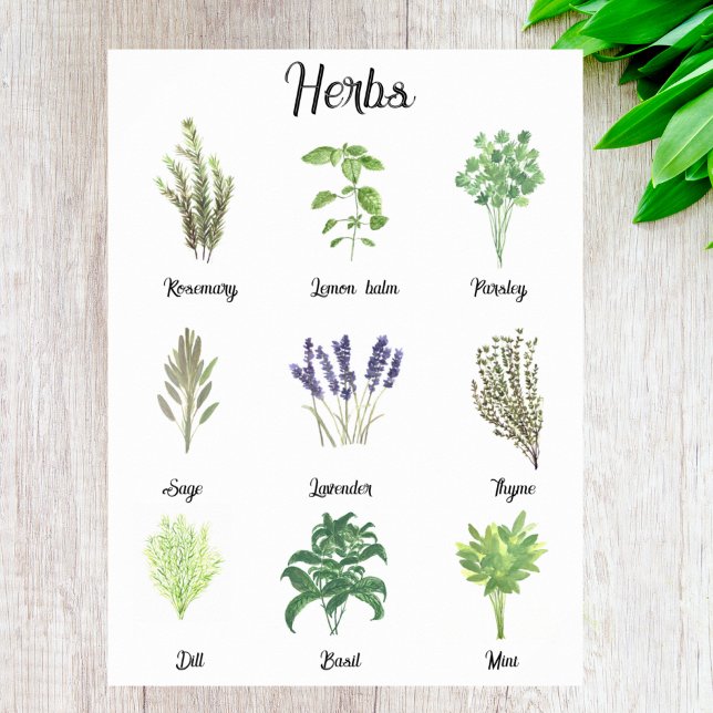 Affiche Herbes Aquarelle Sage Thyme Rosemary Cuisine (Créateur téléchargé)