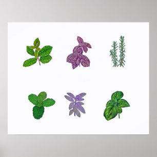 Affiche Herbes dans la couleur pour aquarelle