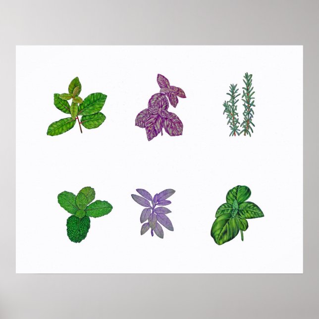 Affiche Herbes dans l'aquarelle (Devant)