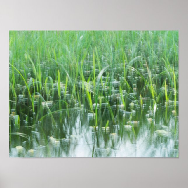 Affiche Herbes dansantes (Devant)