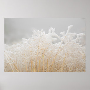 Affiche Herbes d'hiver givré