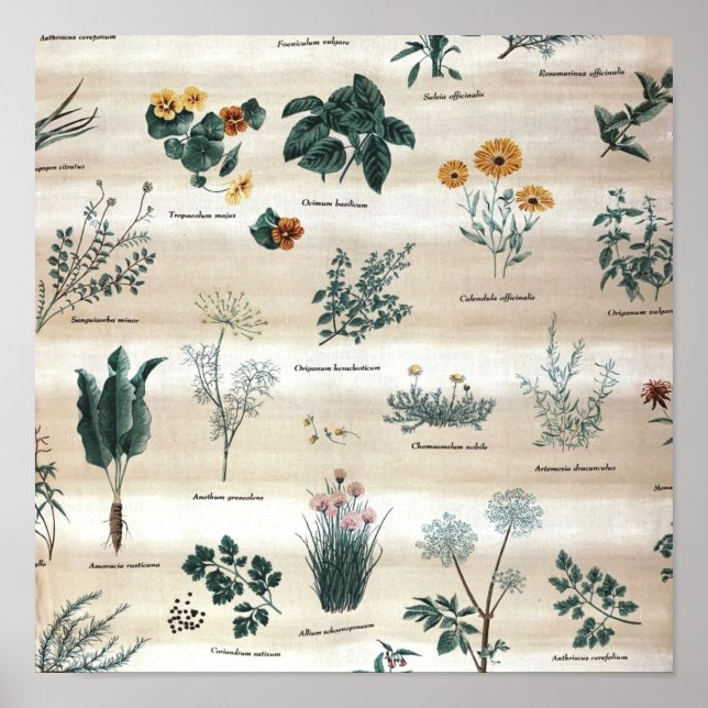 Affiche Herbes Fleurs Plantes (Devant)