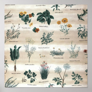 Affiche Herbes Plantes Fleurs