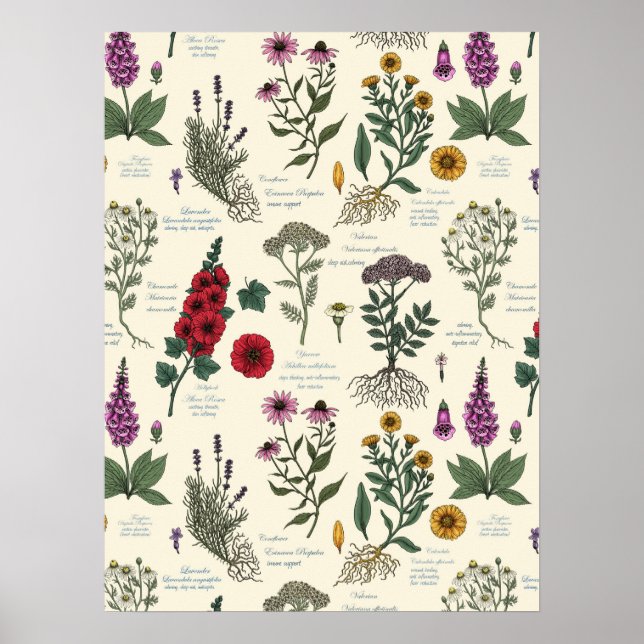 Affiche Herbier de jardin médicinal sur fond blanc cassé (Devant)