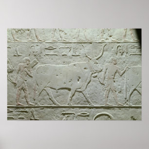 Affiche Herdsman à la tête d'un taureau