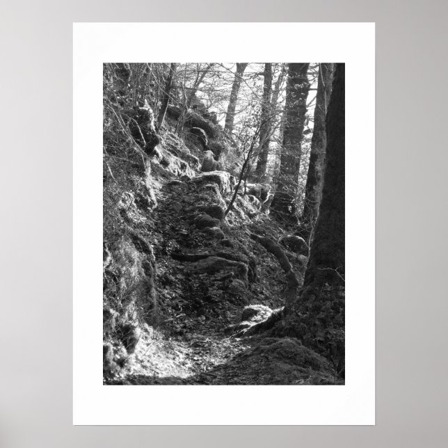 Affiche Herdwick Sheep, Cumbria (Devant)