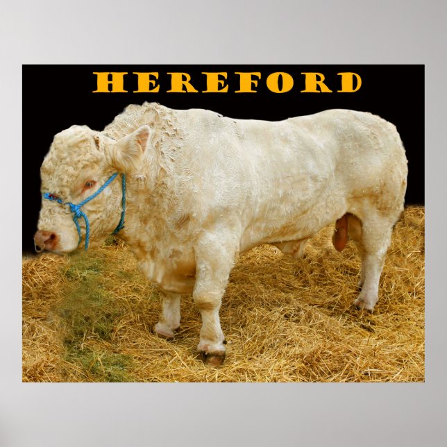 Affiche hereford (Devant)