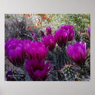 Affiche Hérisson Cactus Fleurs magenta Arizona Sud-ouest