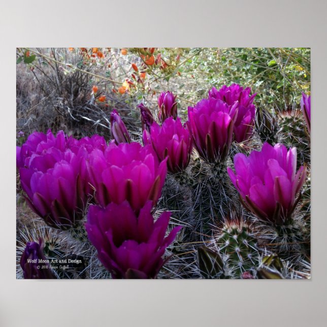 Affiche Hérisson Cactus Fleurs magenta Arizona Sud-ouest (Devant)