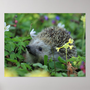 Affiche Hérisson dans les fleurs des bois