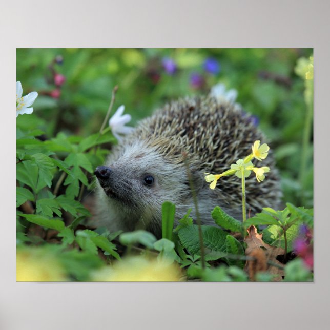 Affiche Hérisson dans les fleurs des bois (Devant)