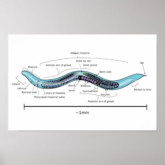 Affiche Hermaphrodite nématode Caenorhabditis elegans (Devant)