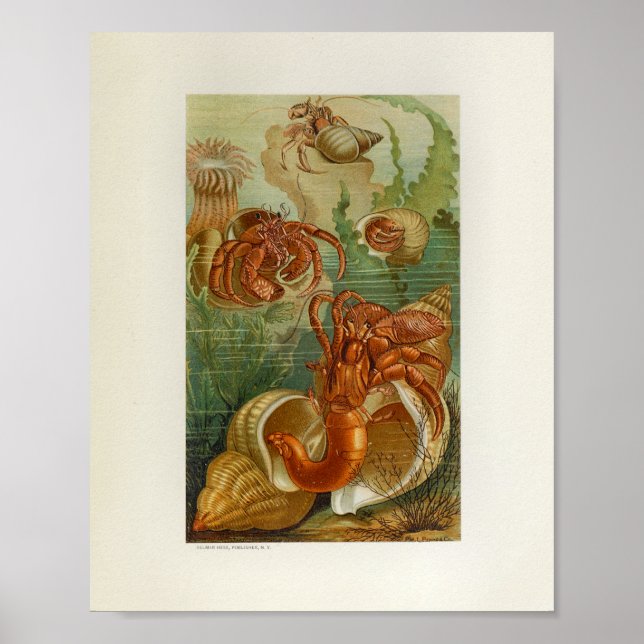 Affiche Hermit Crab Sea Anemone Marine Life Imprimer (Devant)
