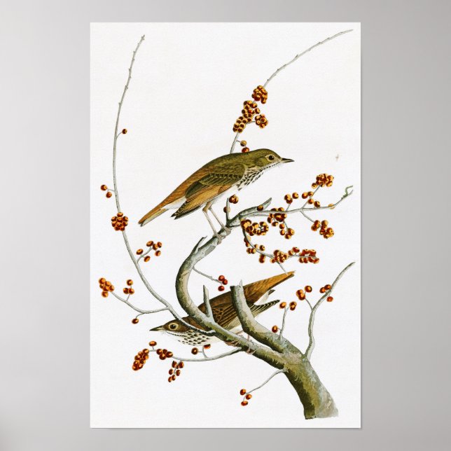 Affiche Hermite Thrush John James Audubon Oiseaux d'Amériq (Devant)