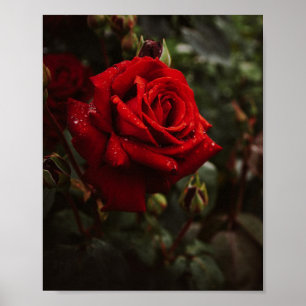 Affiche hermoso Póster de rosas rojas