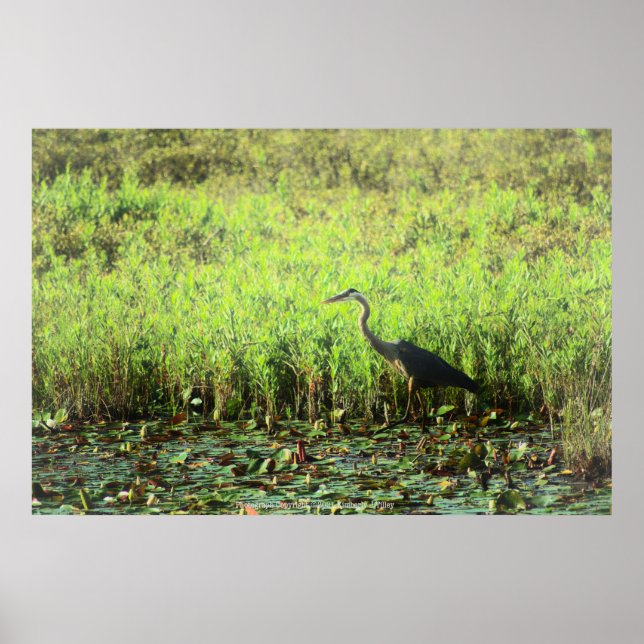 Affiche Heron 6449 (Devant)