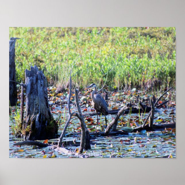 Affiche Heron 6467 (Devant)