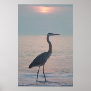 Affiche Heron Beachcombing