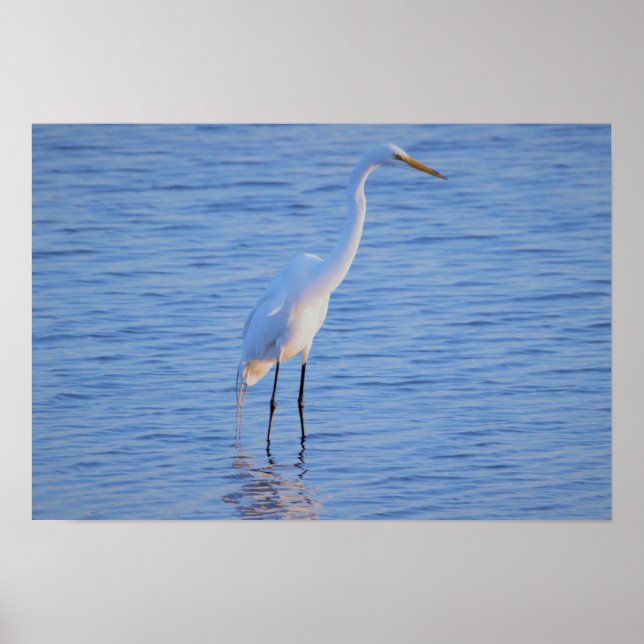 Affiche Heron Bird Photo (Devant)